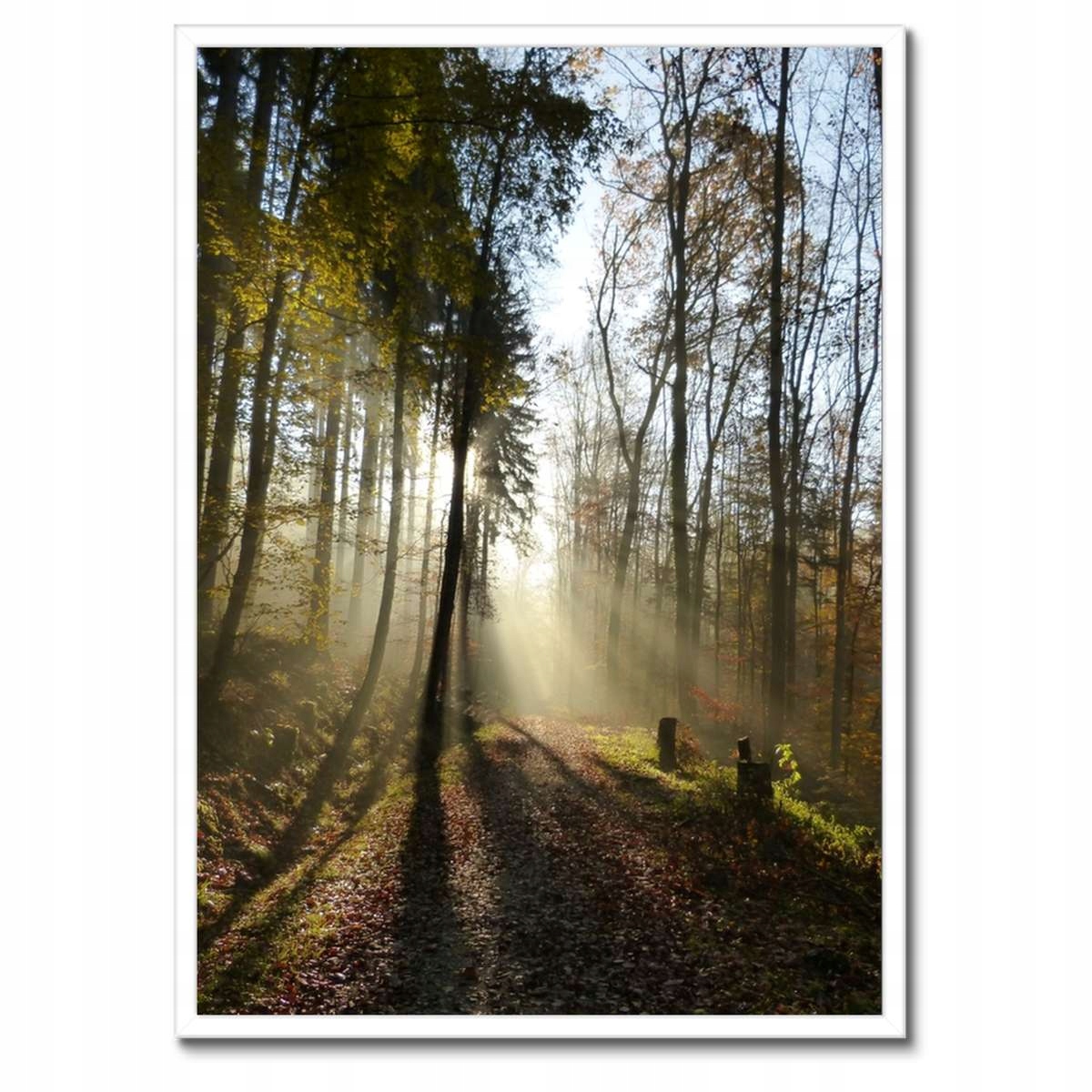 Plakáty v rámu 50x70 Východ slunce v lese