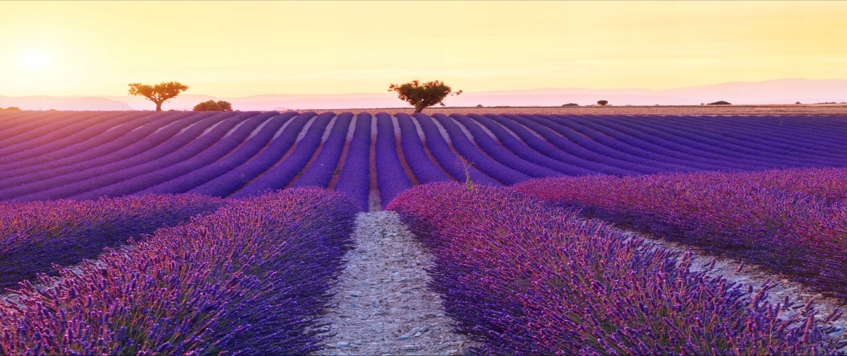 

Fototapeta Flizelinowa Pola lawendy - 250x104