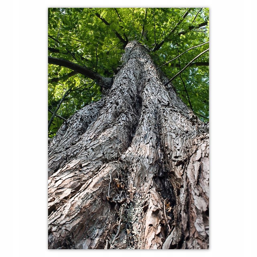 

Plakat 62x93 Drzewo Drzewa Widok