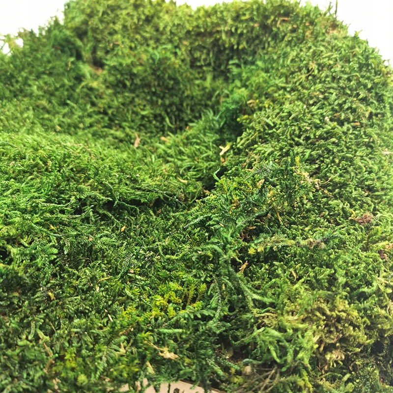 500g mech PŁASKI wypełnienie do mech chrobotek Marka inna