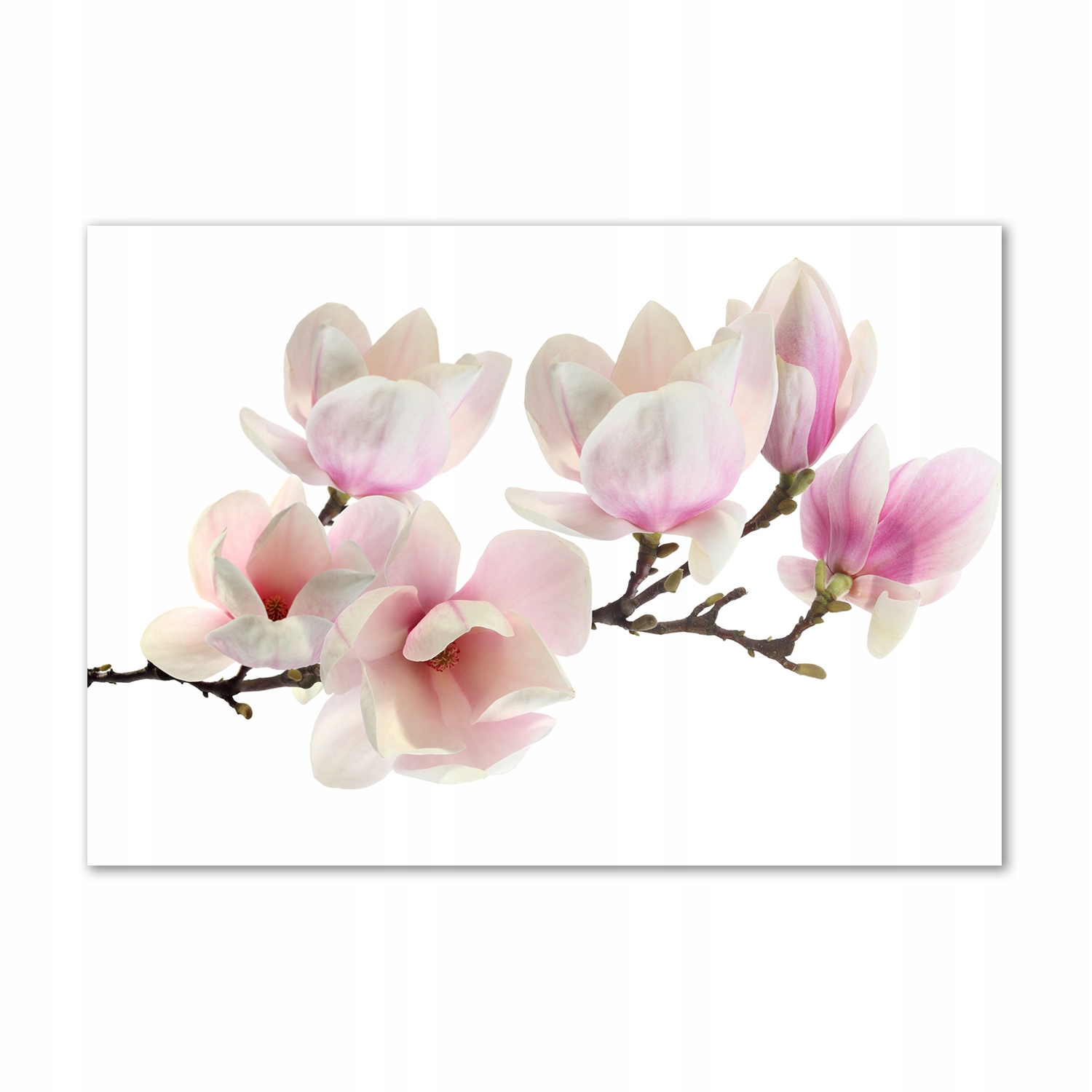 

Obraz zdjęcie na ścianę akryl Magnolia 100x70 cm