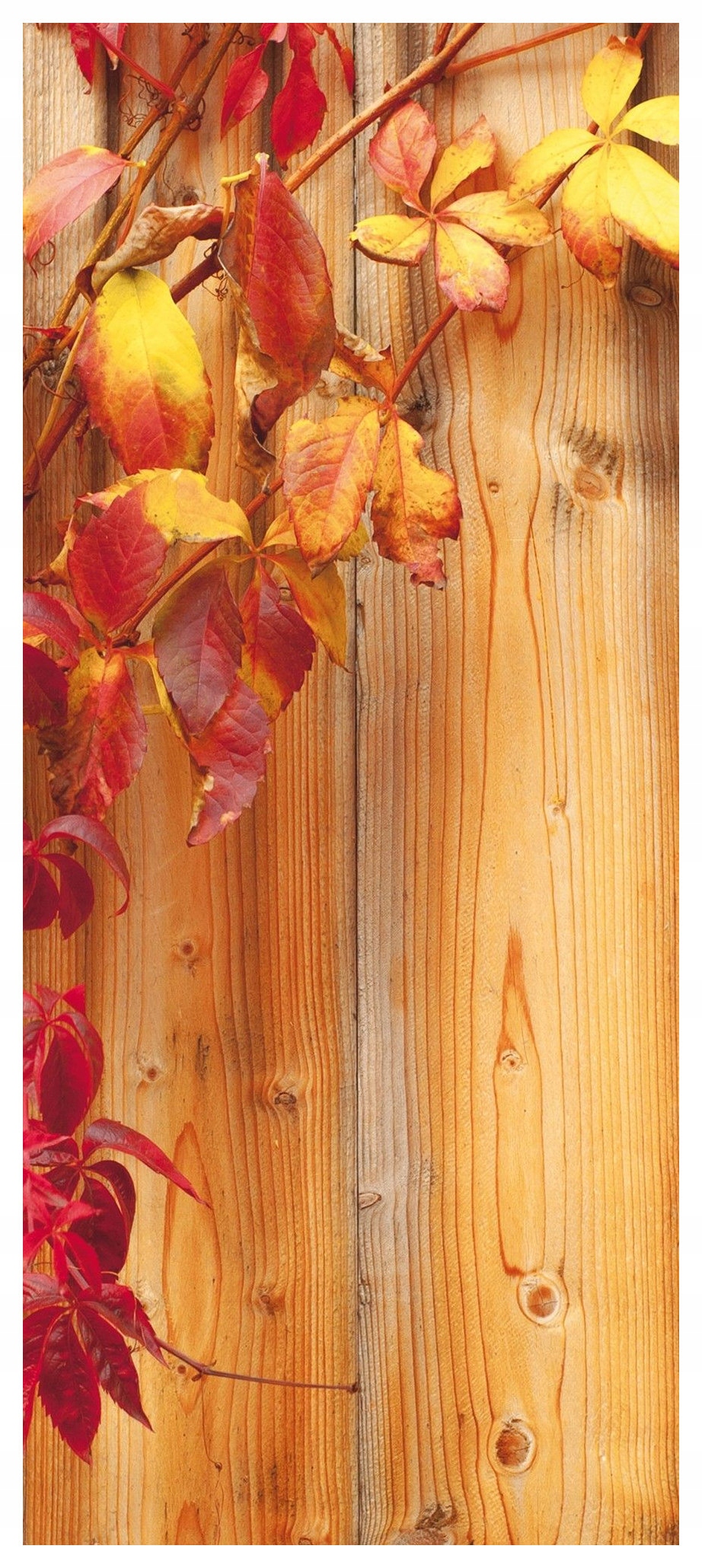 Fototapeta Podzimní listy perspektiva parkan textura 91x211 lepidlo