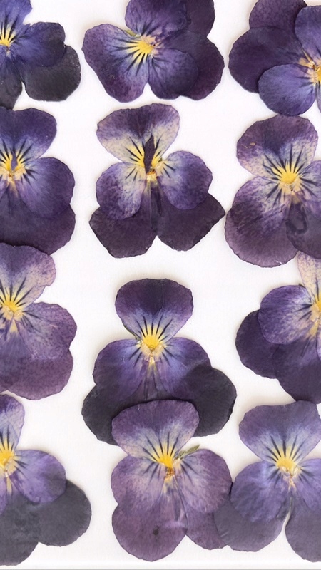 

Kwiaty suszone na płasko Zestaw 1 Miła Odmiana