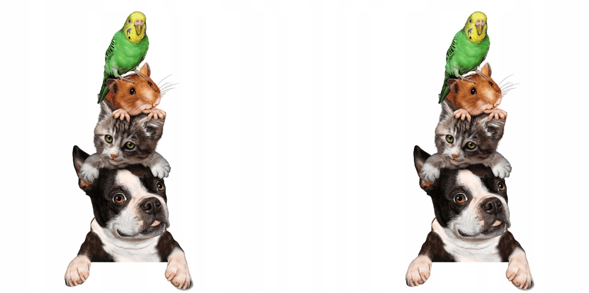 KUBEK DLA FANÓW ZWIERZĄT PIES KOT CHOMIK PAPUGA Marka inna