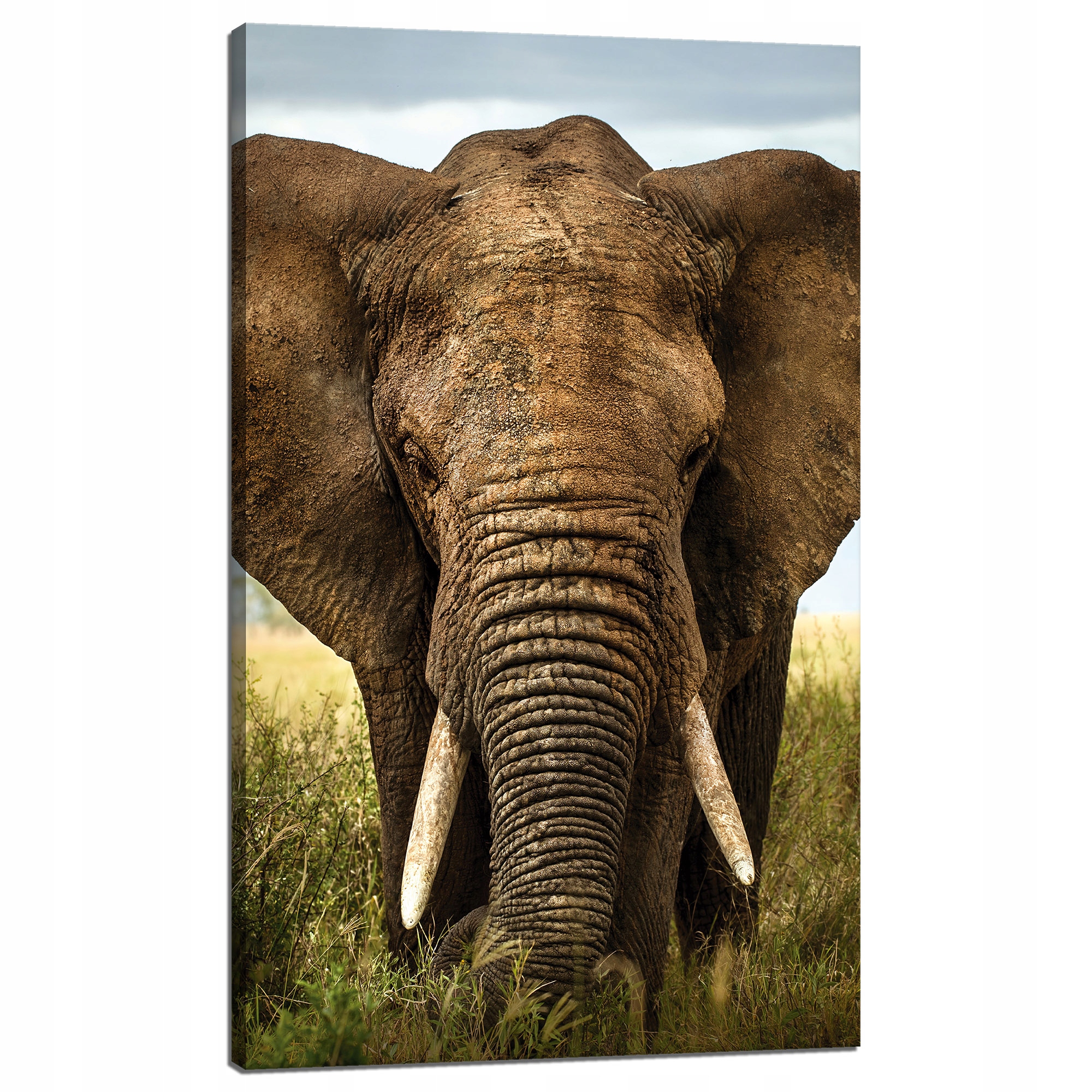 Obraz na plátně Slon v Vysoké Trávě Afrika 60x100 cm Ideální jako dárek