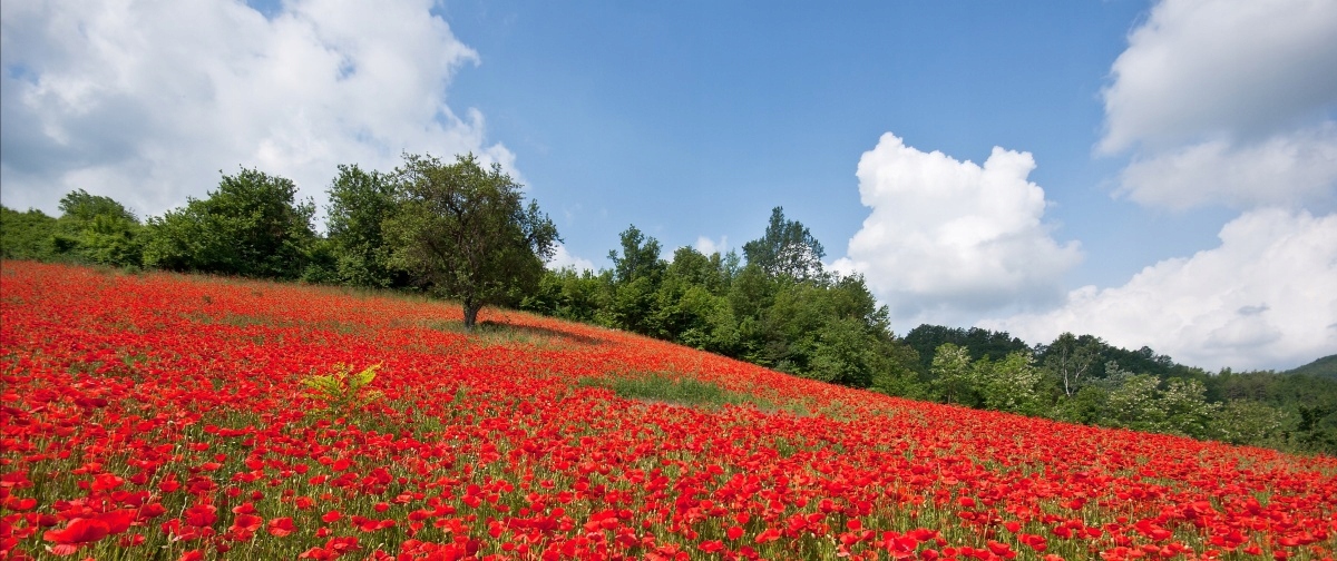 

Fototapeta Flizelinowa Pole maków - 250x104