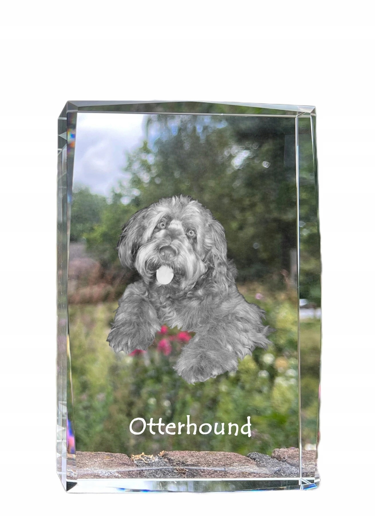 Otterhound fotografia psa v kryštáli, suvenír, trofej, poďakovanie