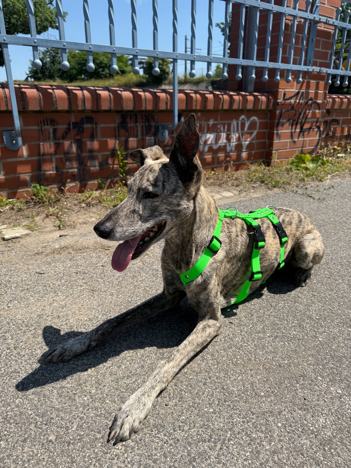 Levně Protiúnikové postroje hexaline zelené M (Whippet)