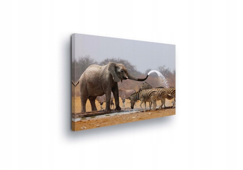 Obraz 80x60 Divoká příroda slon zebry vodopád Afrika harmonie klid