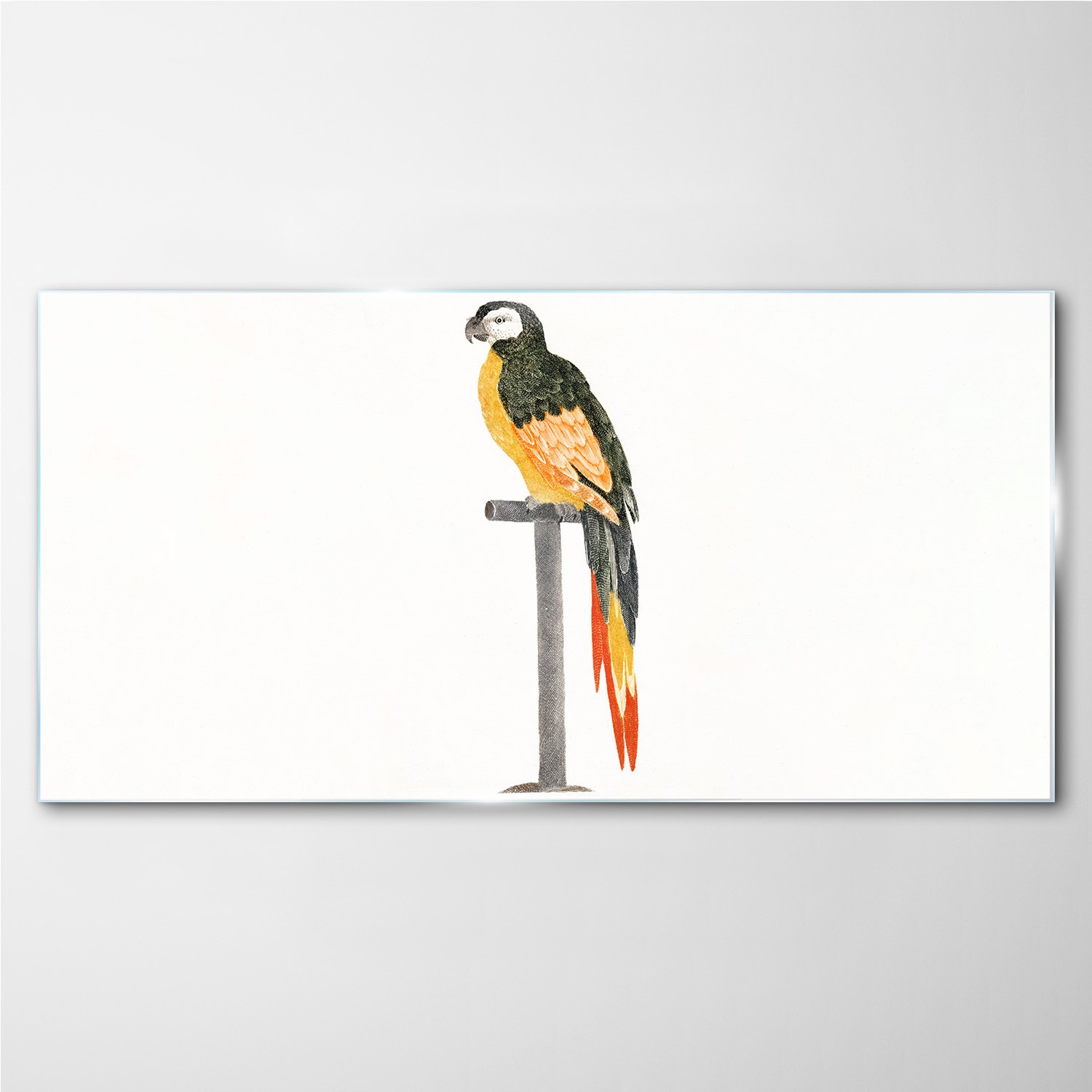 

Foto-obraz szklany Zwierzę ptak papuga 140x70 cm