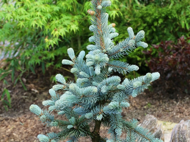 Купить Ель голубая Picea Hoopsii NR.1069: отзывы, фото и характеристики ...