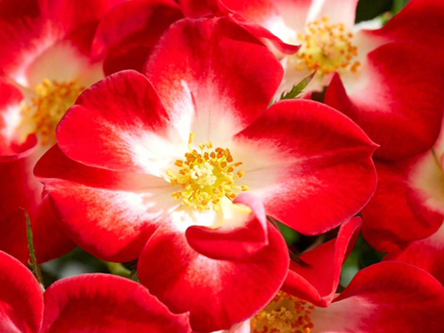 Róż Everglow Ruby (pojemnik p9)