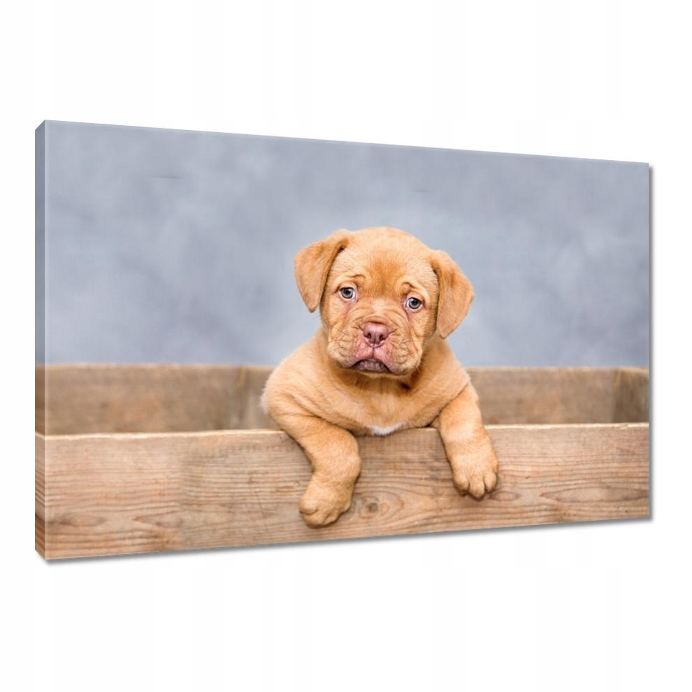 

Obrazy 90x60 Szczeniak DogueDeBordeaux
