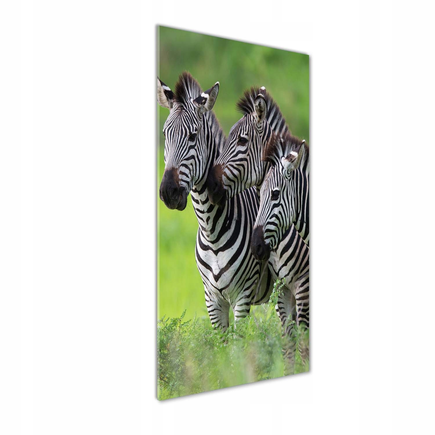 

Foto obraz akrylowy na ścianę Trzy zebry 50x125cm