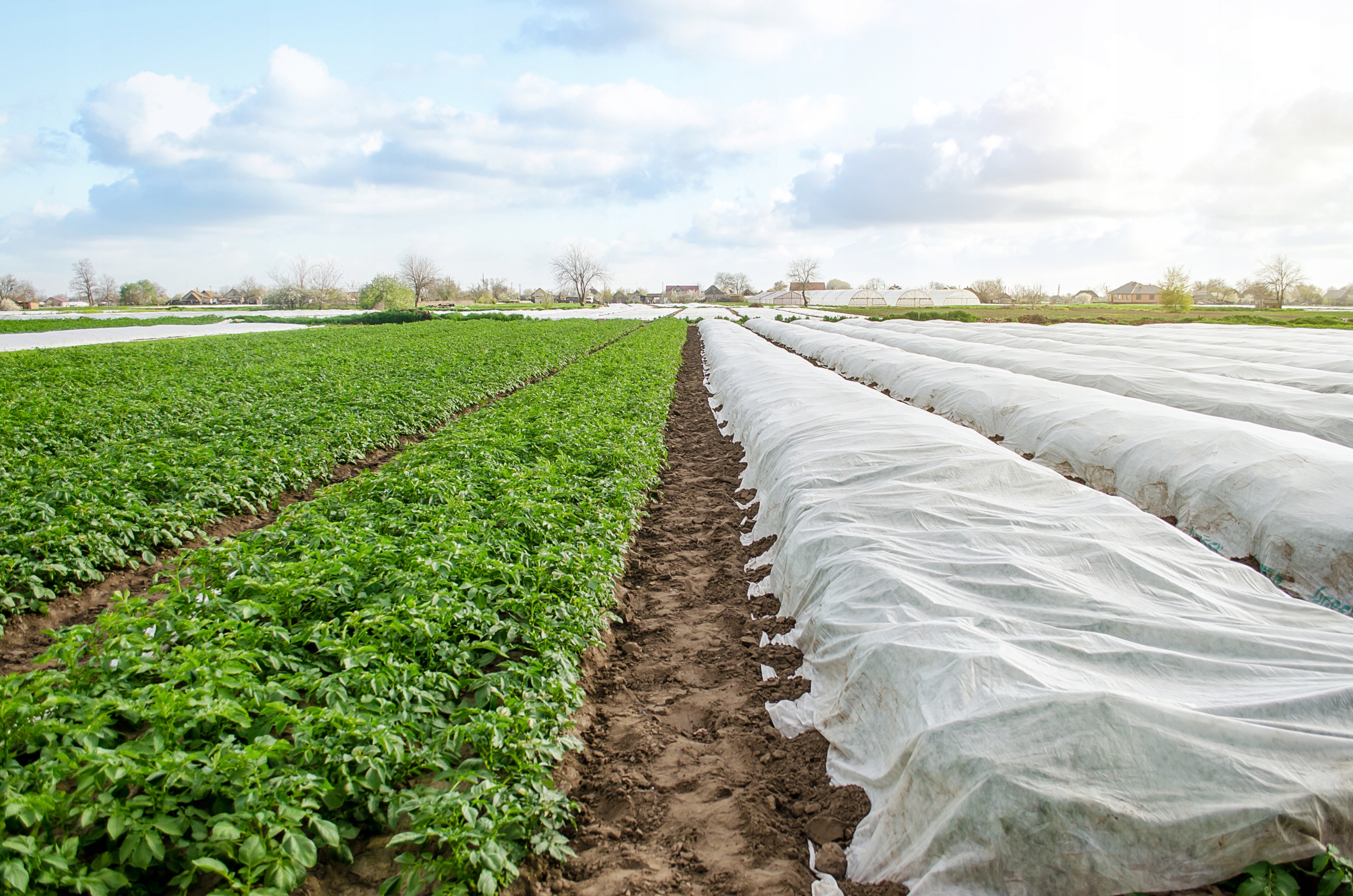 AGROWŁÓKNINA OKRYCIOWA OGRODOWA WŁÓKNINA 1.6x10M WIOSENNA BIAŁA 17g OTULINA Gramatura 17 g/m²