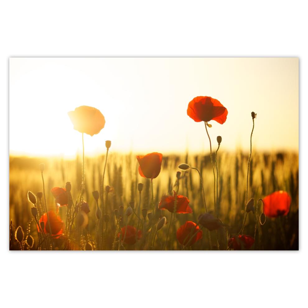 

Plakat 93x62 Maki o wschodzie słońca