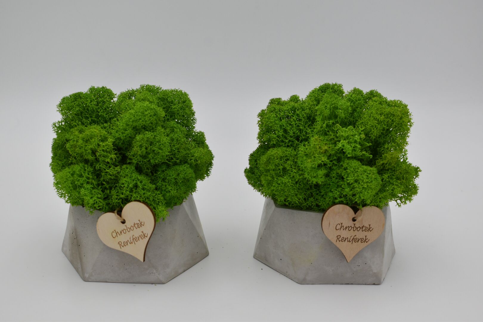 Chrobotkowy las geometryczna doniczka beton Wysokość produktu 12 cm