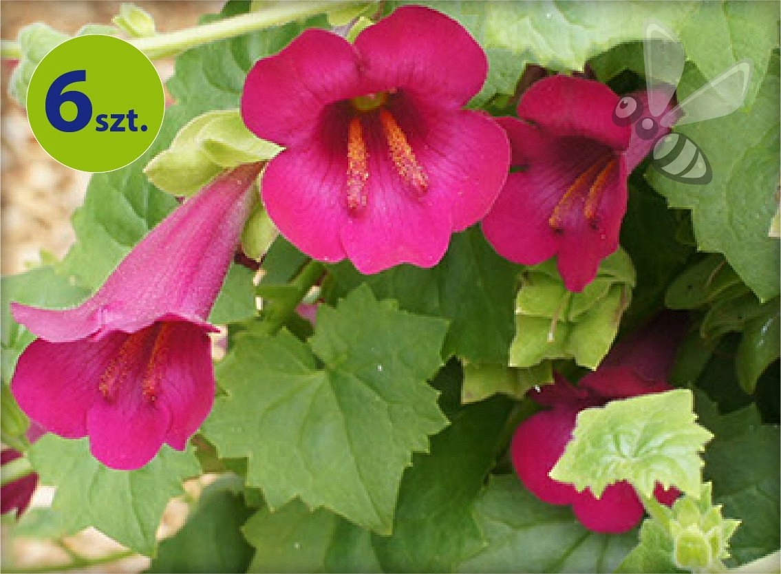 Lofterskz - Niska cena na Allegro