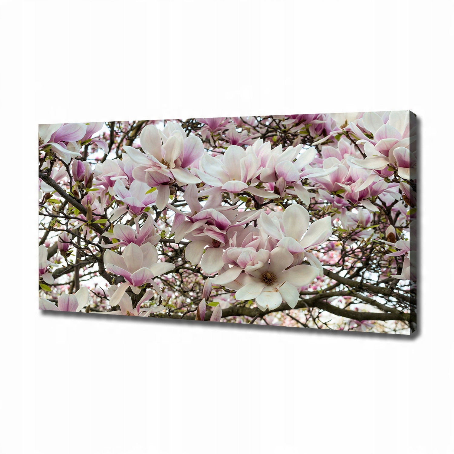 

Foto obraz na płótnie Kwiaty magnolii 120x60 cm