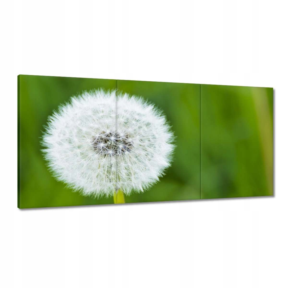 Obrazy 180x90 Púpava Kvet Kvety