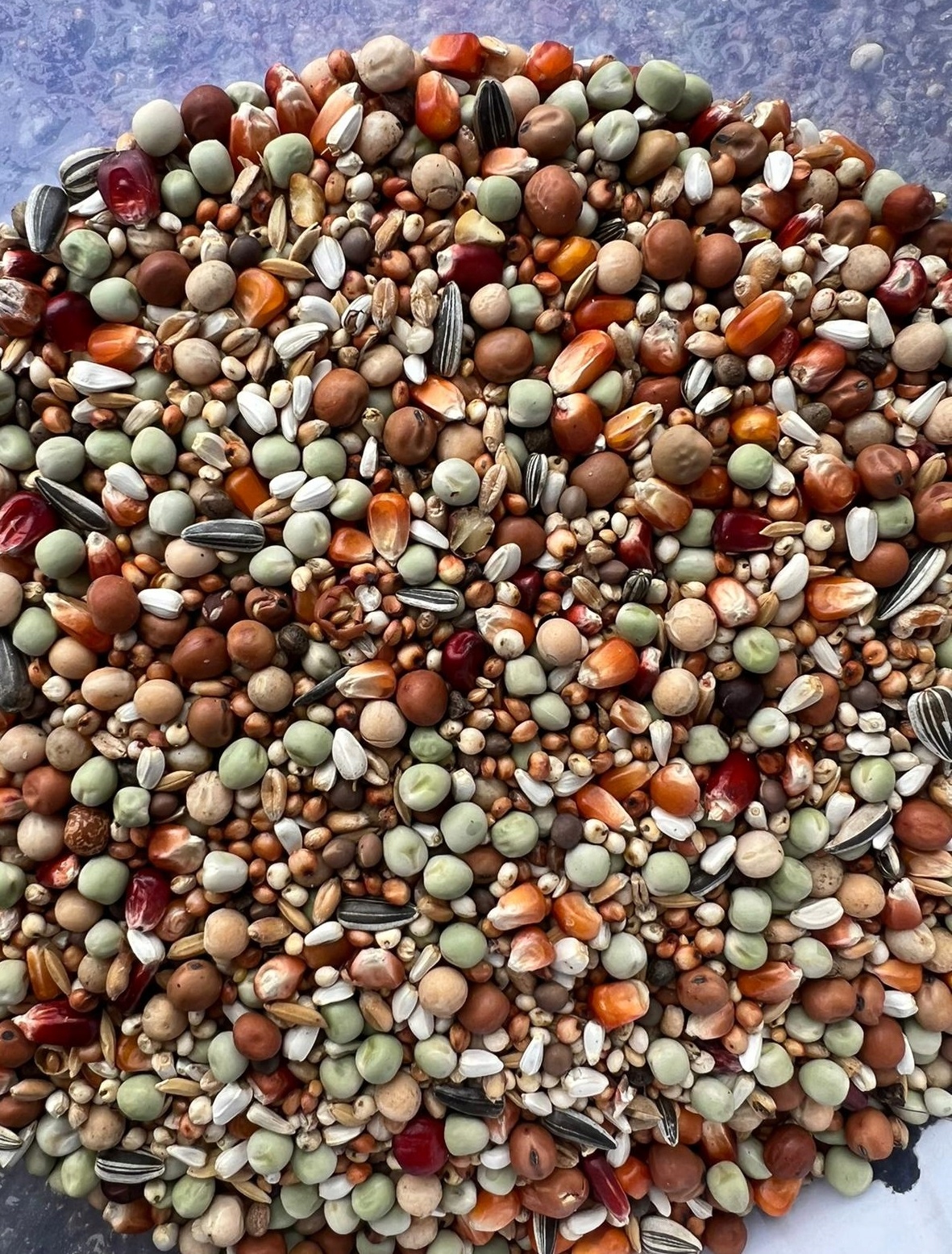 Mieszanka dla Gołębi ROZPŁODOWA EXTRA BestNatural