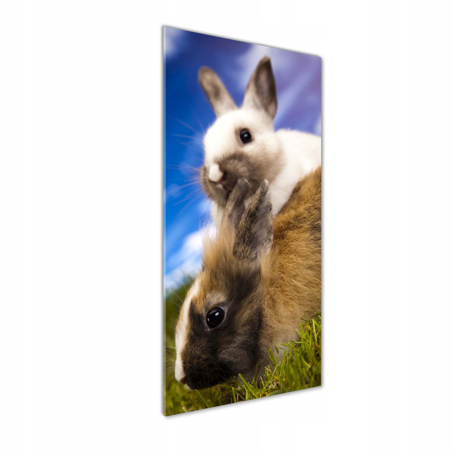 

Nowoczesny fotoobraz akrylowy Dwa króliki 50x125cm