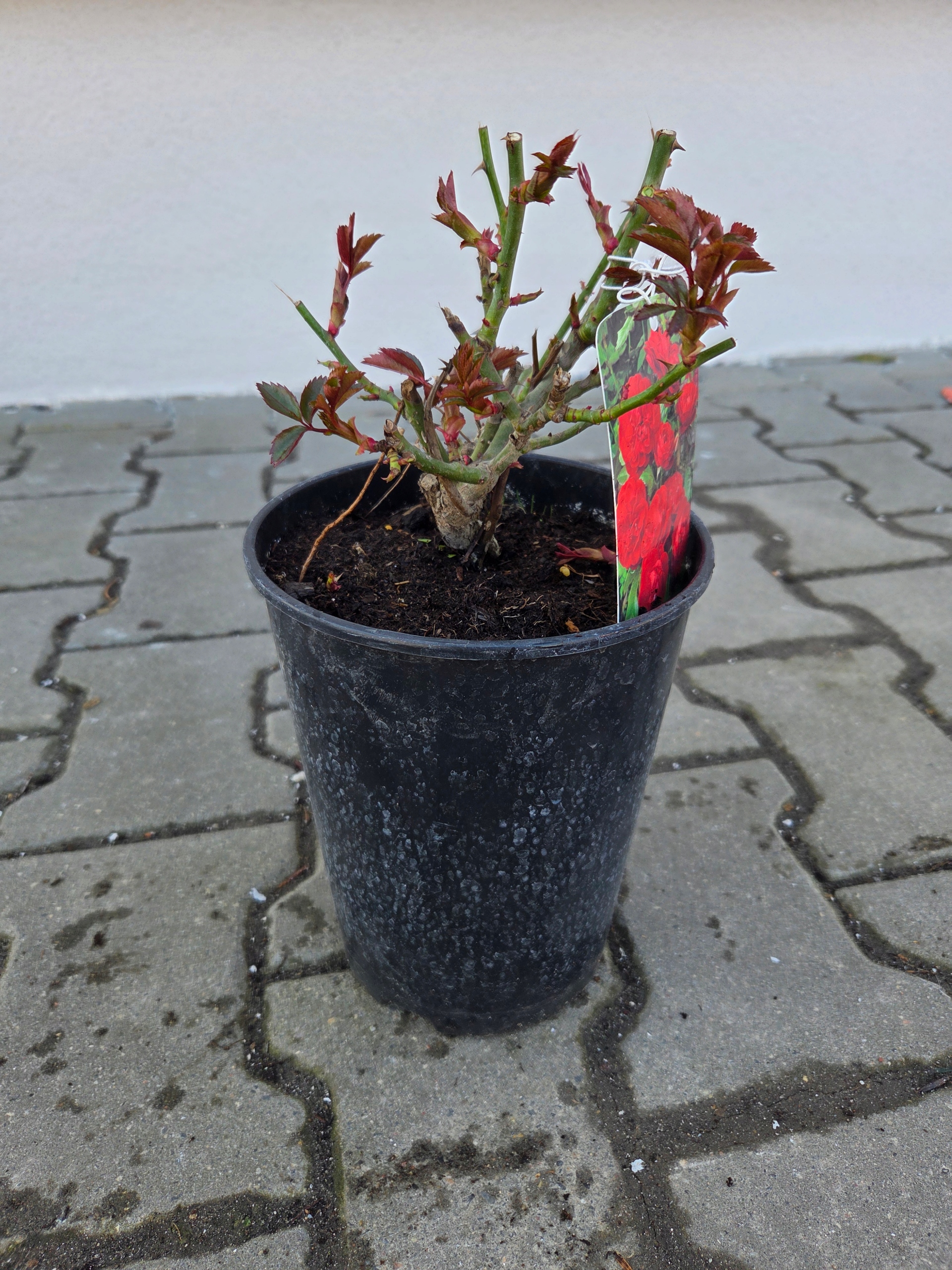 Róża pnąca Czerwona - GR - C3