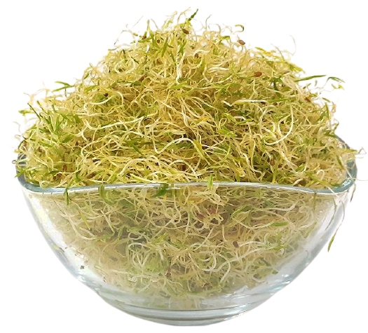 Mrkev – mrkev, semínka na klíčky 500 g