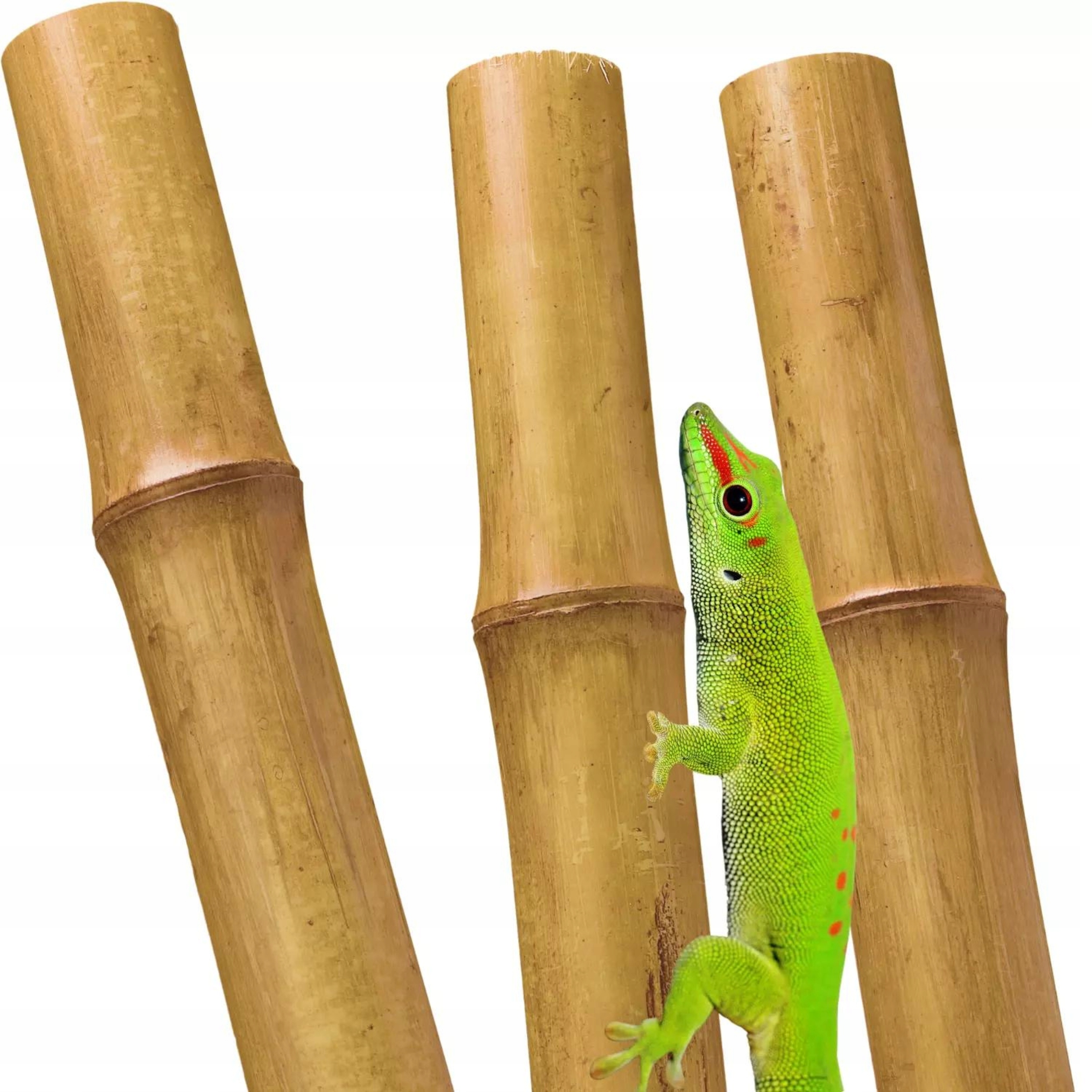 BioBamboo Stick tyczka bambusowa 30cm 16-22mm bambus