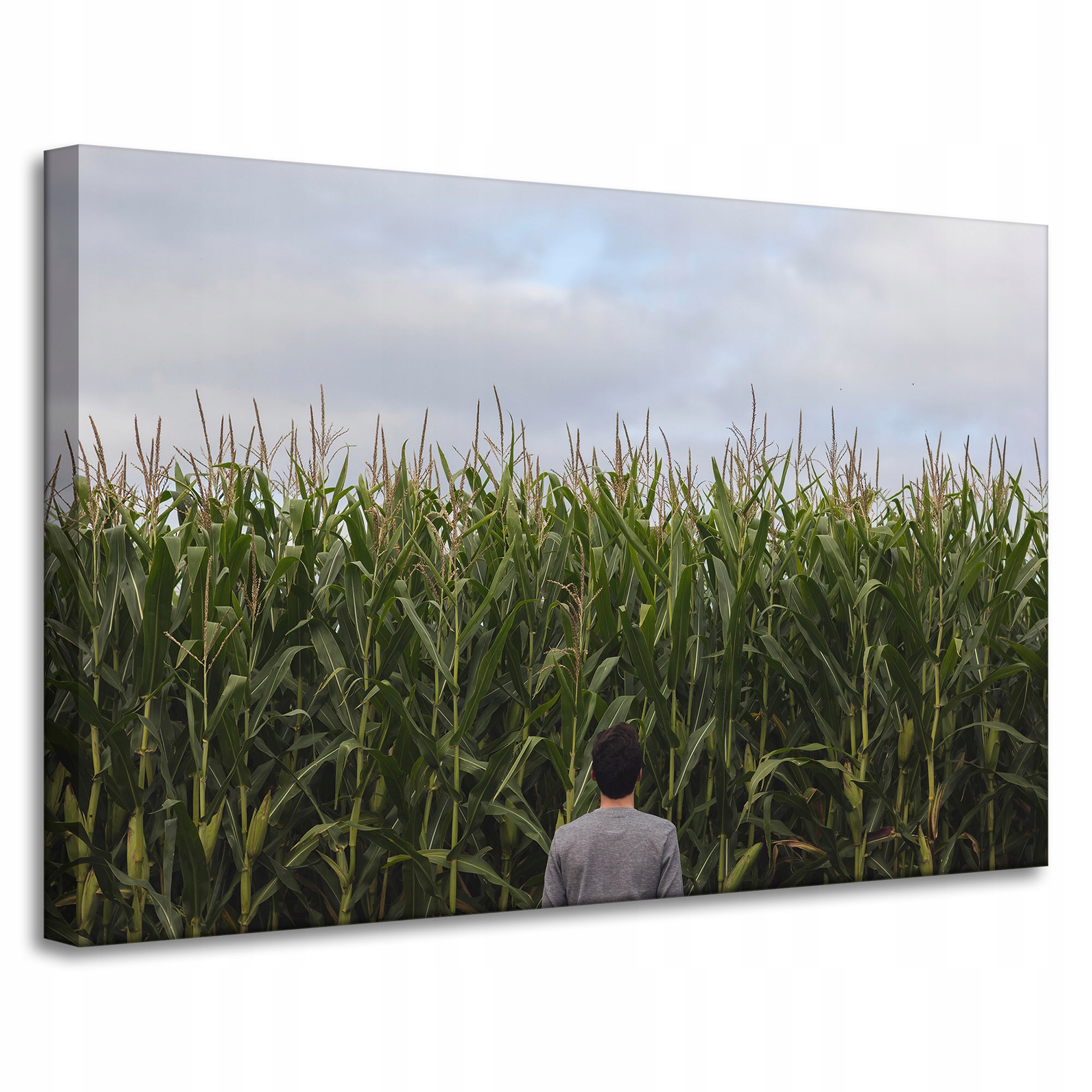 Obraz Canvas Natura Kukuřičné pole Kolby 90x60 cm