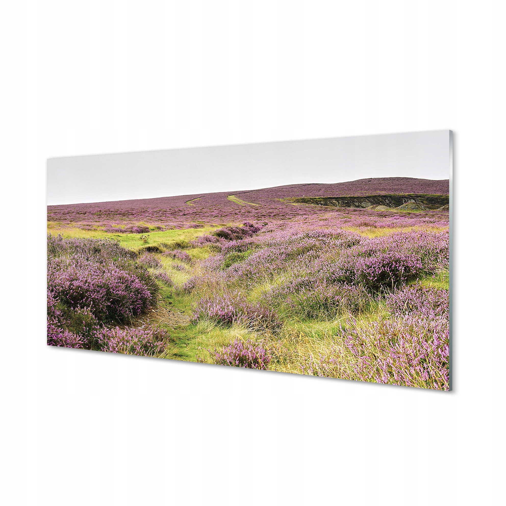 Skleněný nástěnný fotoobraz Pole vřesů 100x50 cm