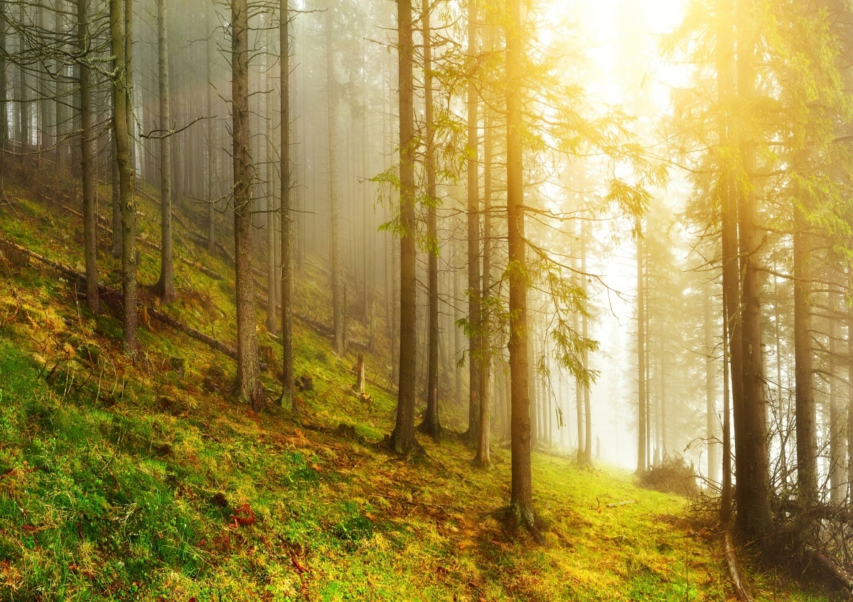 

Fototapeta Flizelinowa Las 208x146