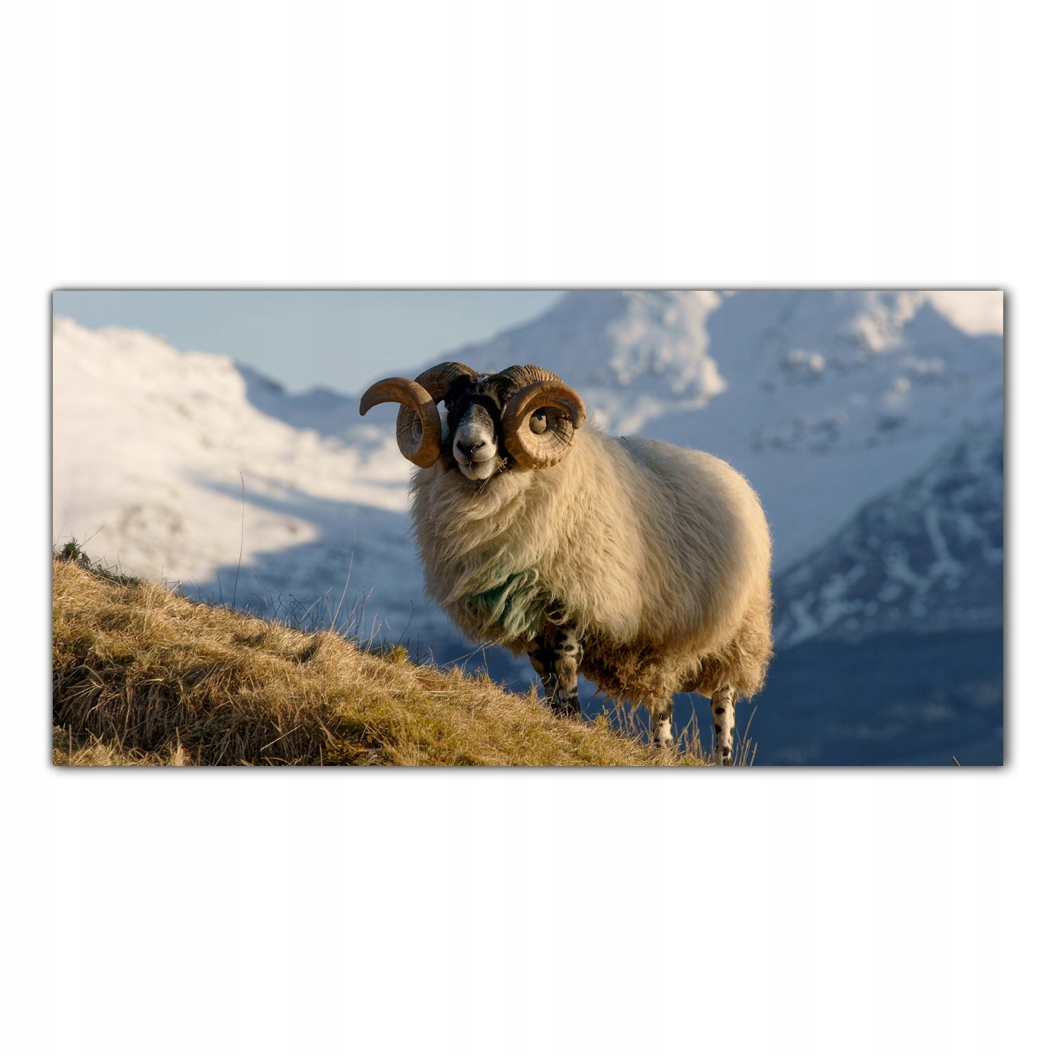 

Hartowany Obraz Szklany Owca Szkocja Góry 140x70