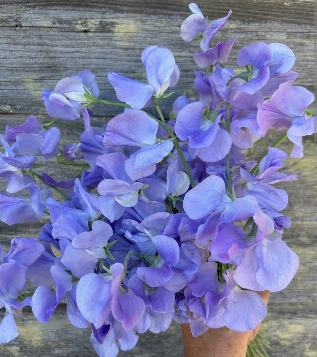 Горох душистый голубой Легутко 3г