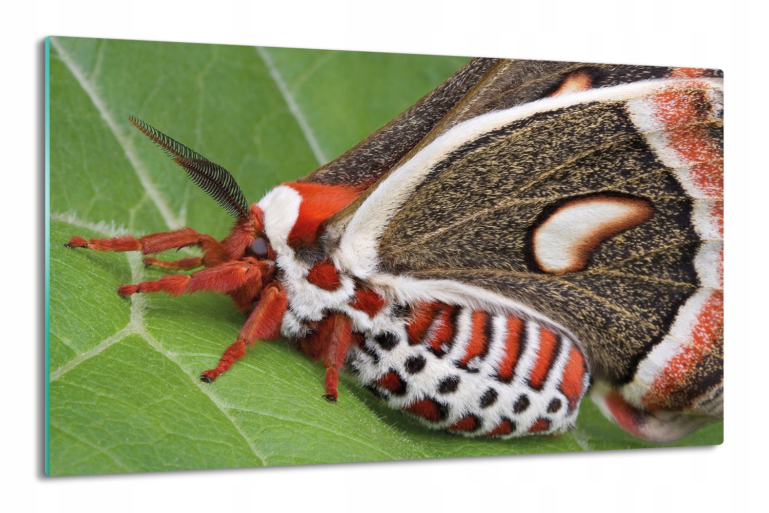 

deska splashback 80x52 druk Czerwony motyl owad