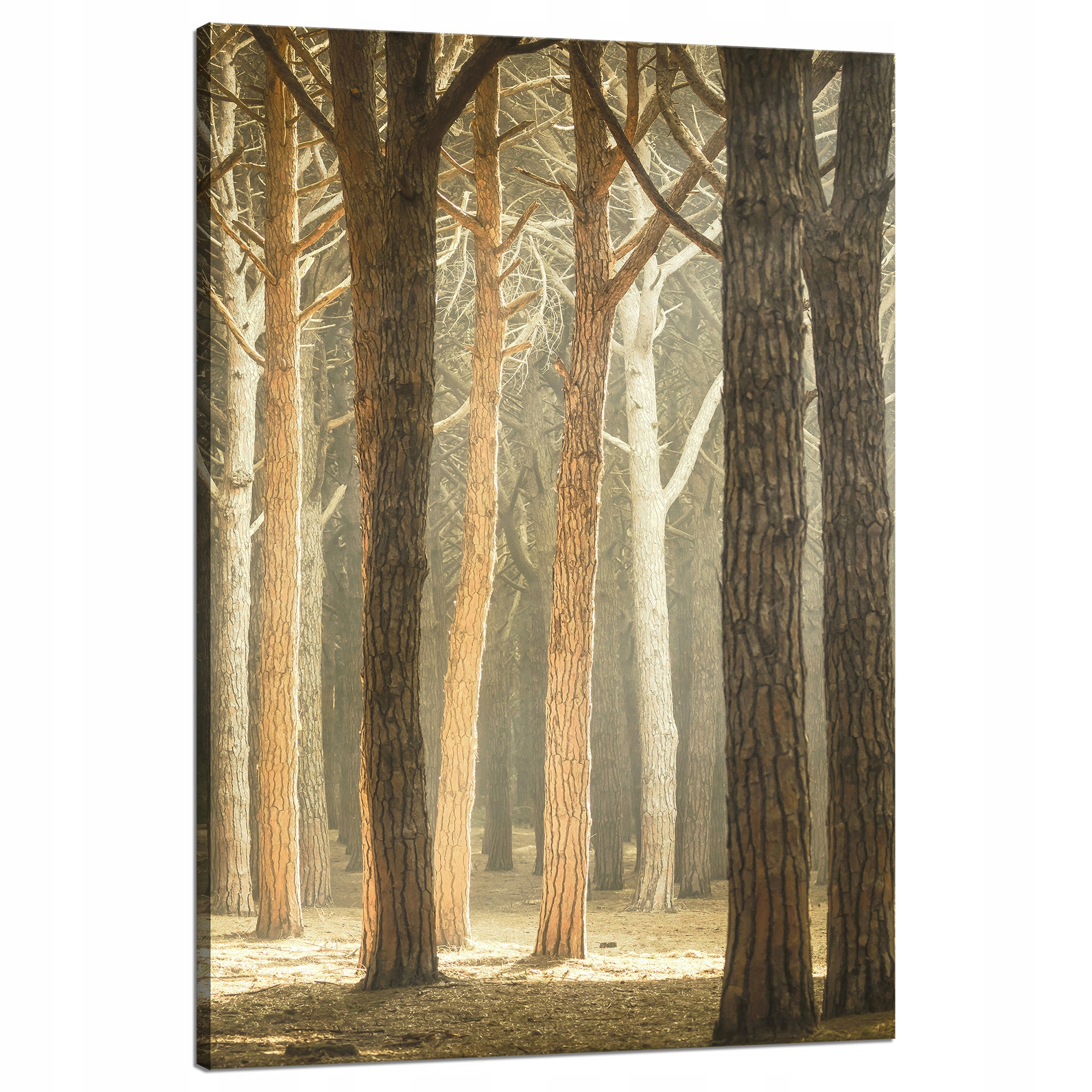 Obraz na plátně Stromy Světlo Příroda Les 80x120 cm Ideální jako dárek