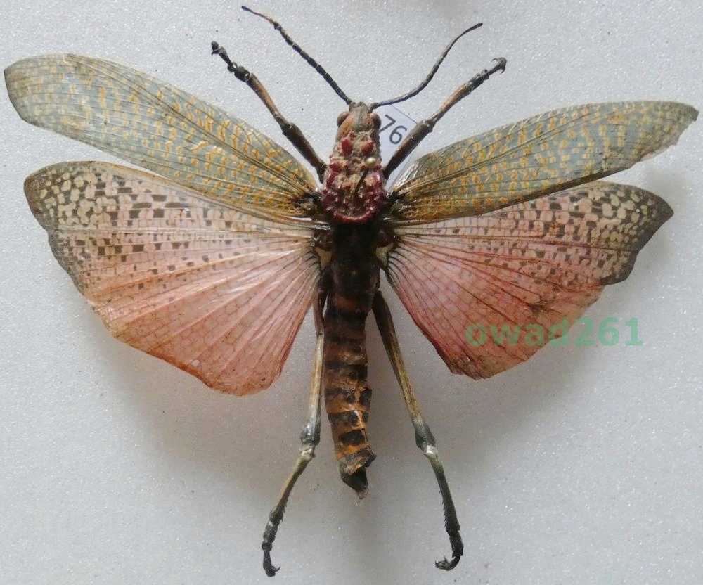 Phymateus saxosus (Coquerel, 1862) Madagascar76b