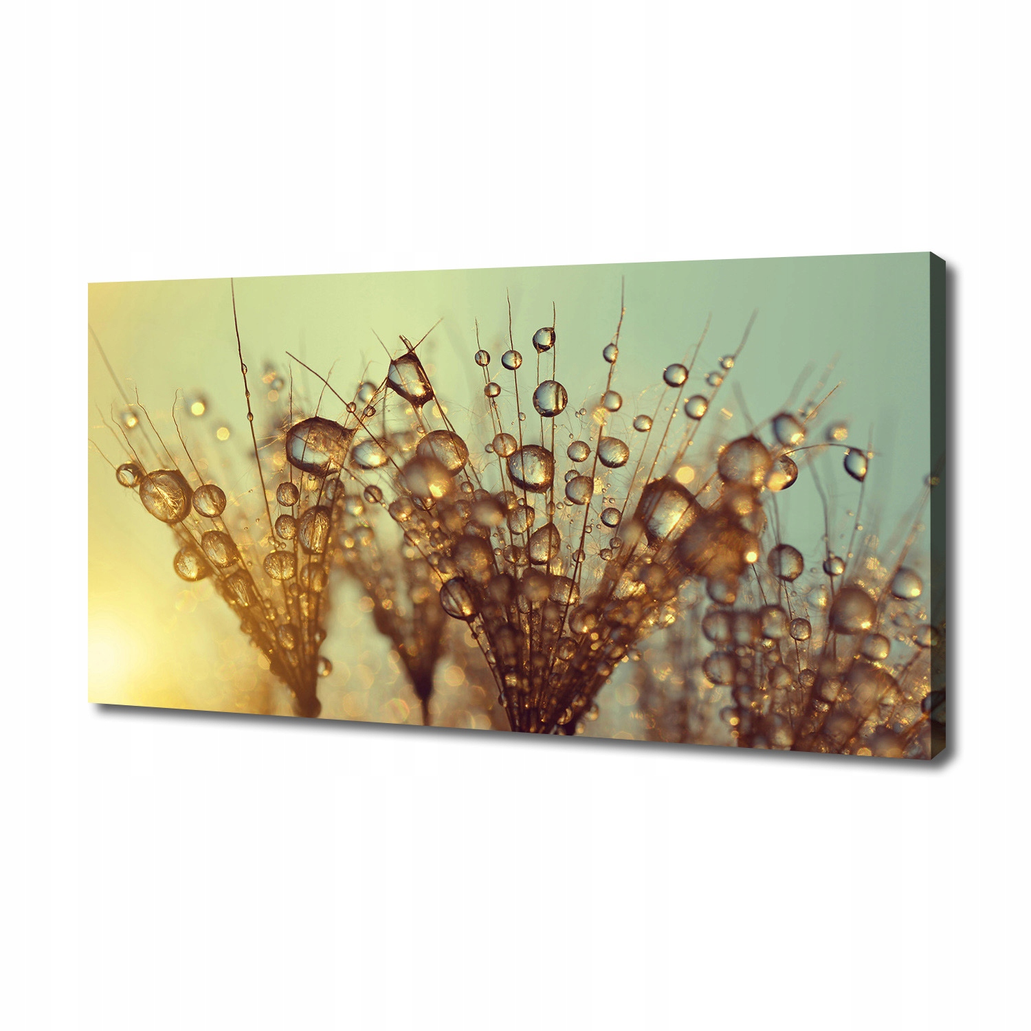 

Foto obraz na płótnie Nasiona dmuchawca 140x70 cm