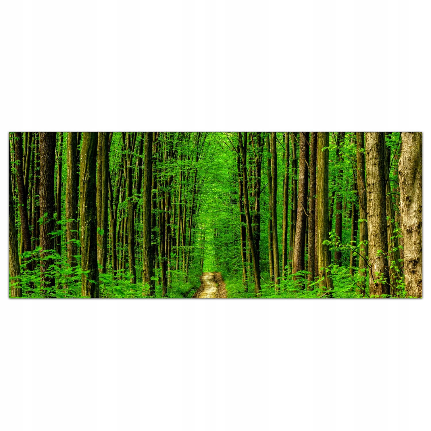 

Obraz Szklany Foto-obraz Las Drzewa Natura 125x50