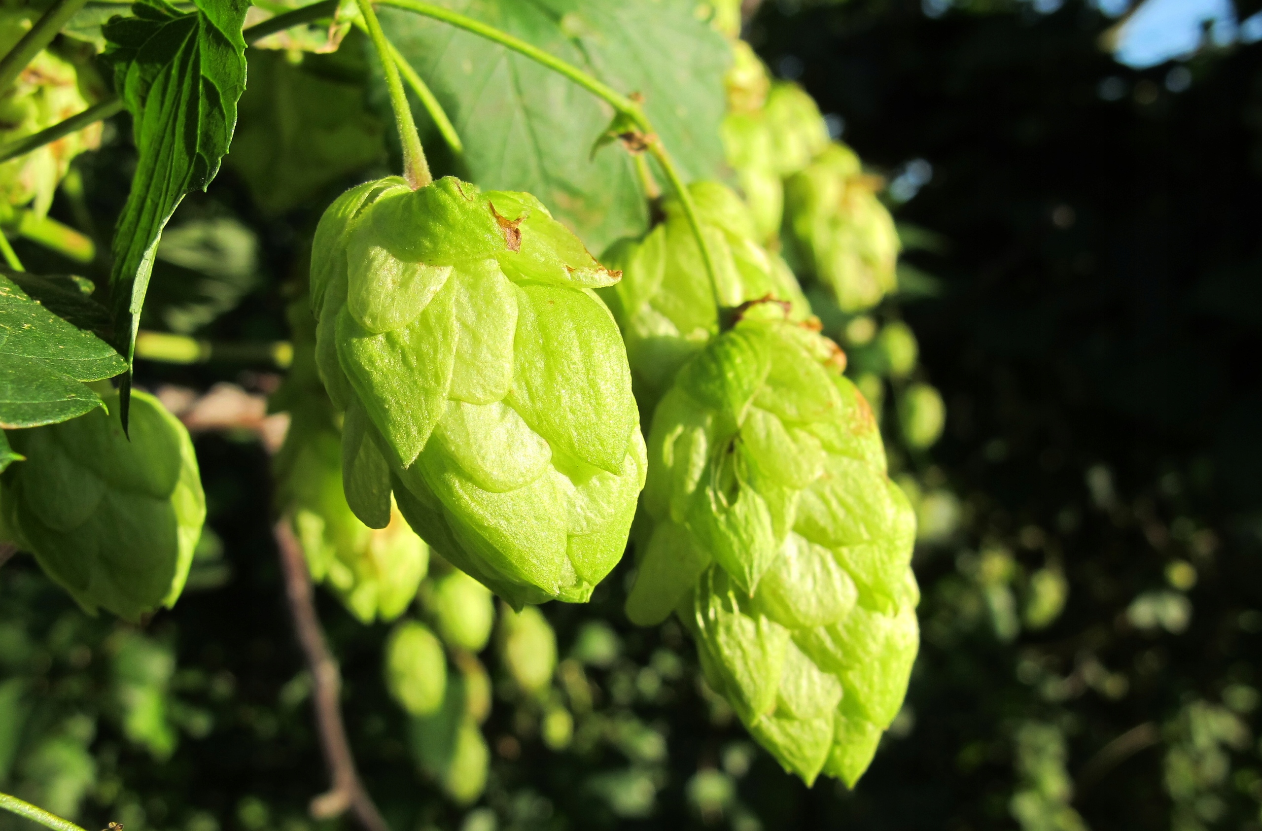ХМЕЛЬ ДИКИЙ ОВОЩ ДЛЯ САДА (Humulus lupulus) 20 СЕМЯН