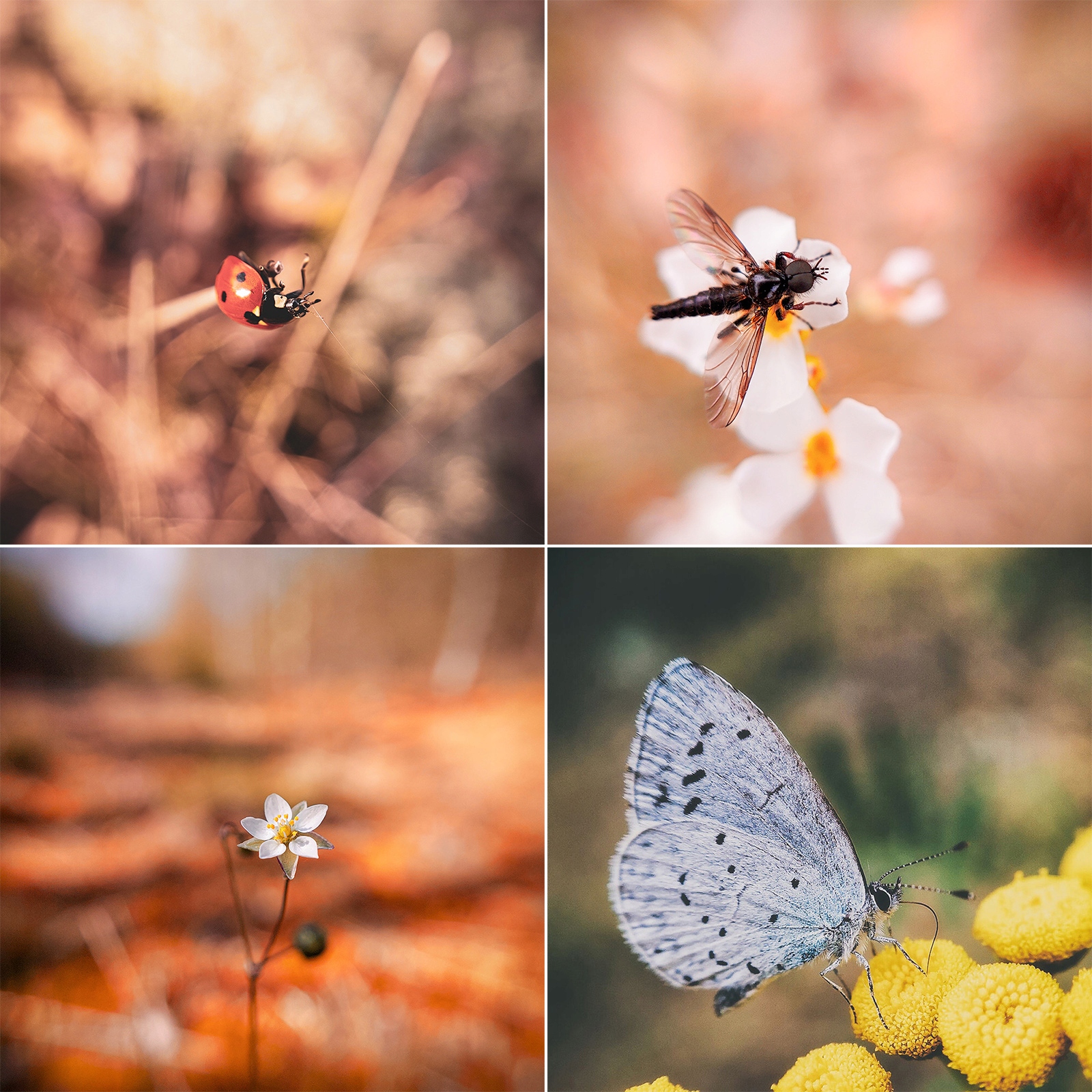 Obiektyw do Telefonu MAKRO + Szerokokątny - OUTLET EAN (GTIN) 5907729437108