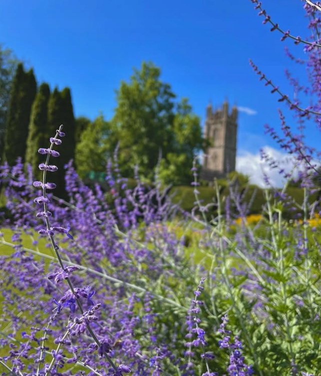 Perowskia Łobodolistna RUSSIAN SAGE Sadzonka 0,5L P9