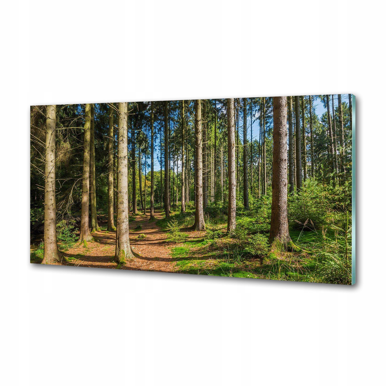 Panel do kuchyne Panoráma lesa 120x60 cm Lepidlo