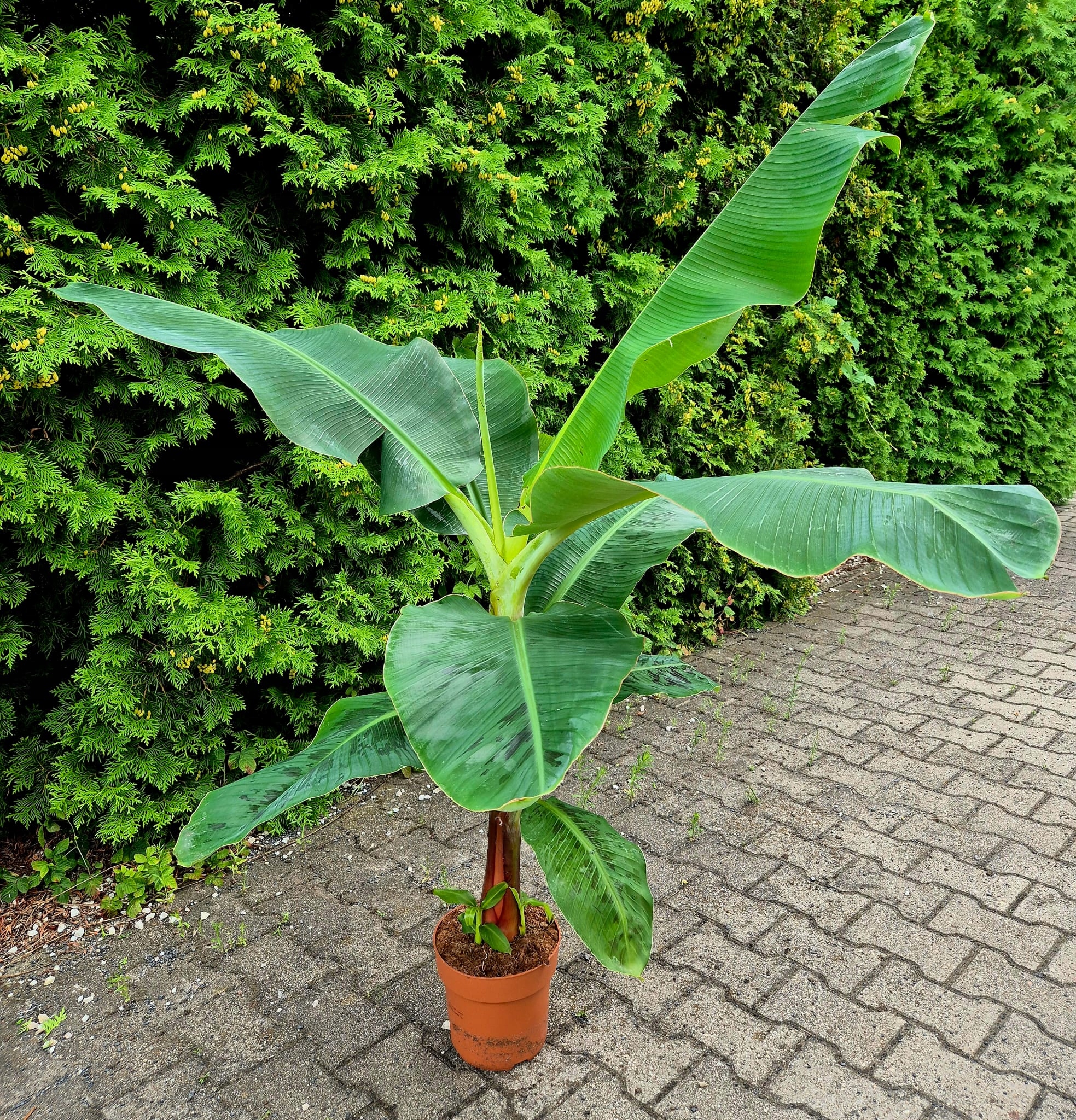 レアバナナ苗 Musa Dwarf Maoli(ドワーフマオリ) 株分け苗 レアバナナ苗 Musa Dwarf Maoli(ドワーフマオリ) 株分け苗 2025