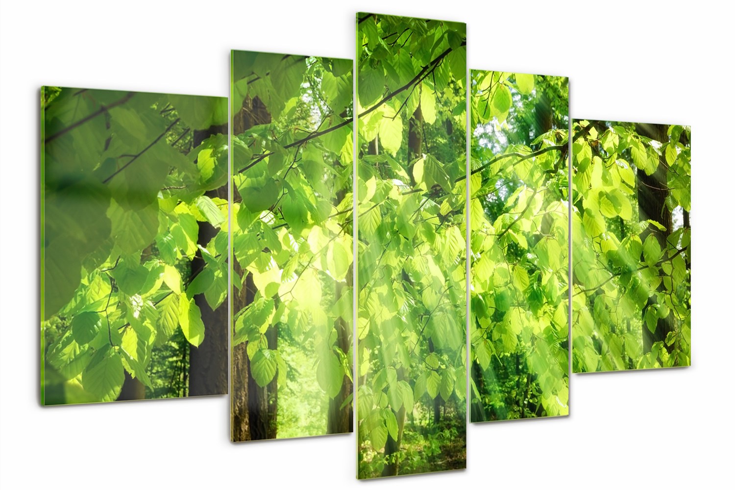 

Obraz szklany duży tryptyk Liście buku 170x100cm