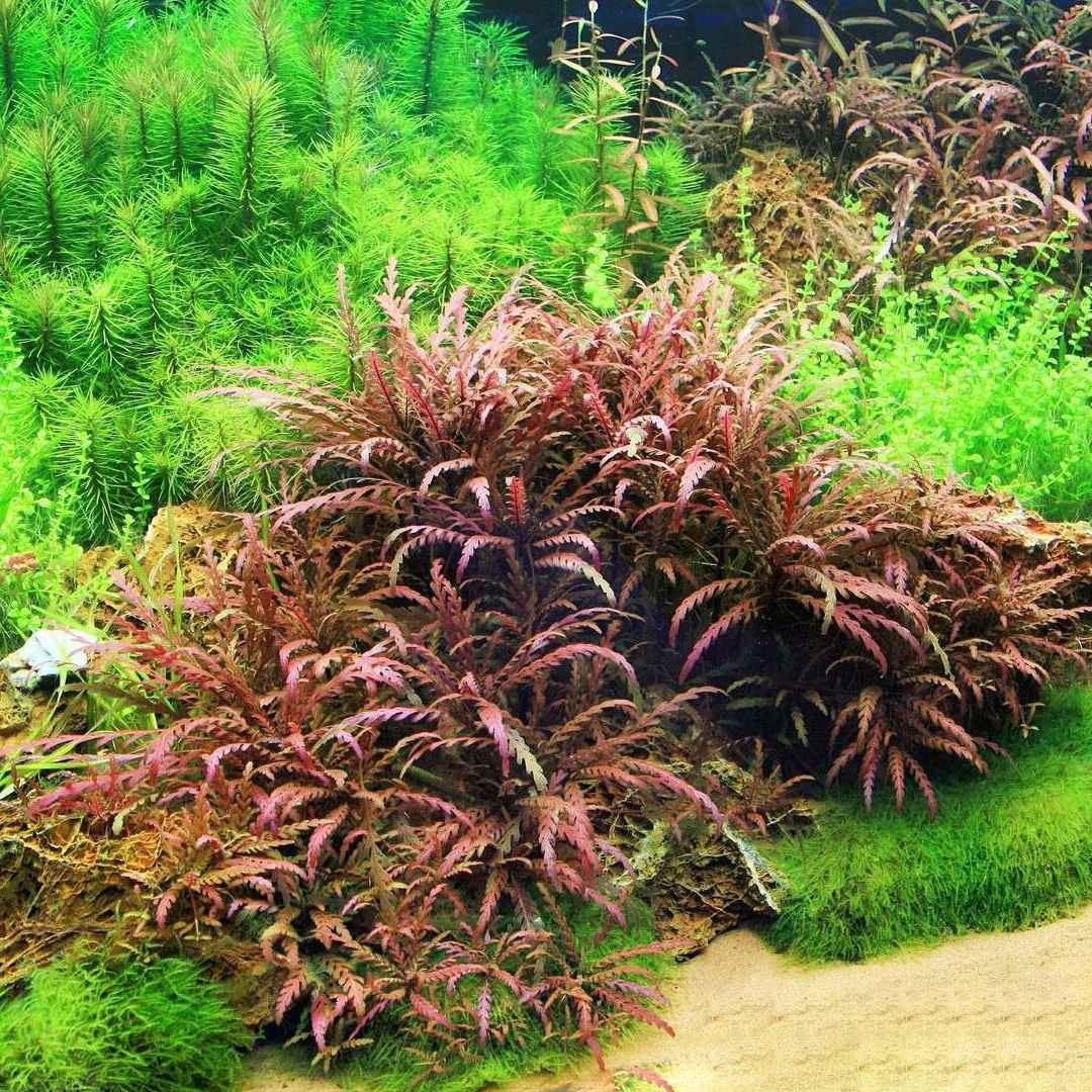 Hygrophila pinnatifida-TROPICA (корзина)