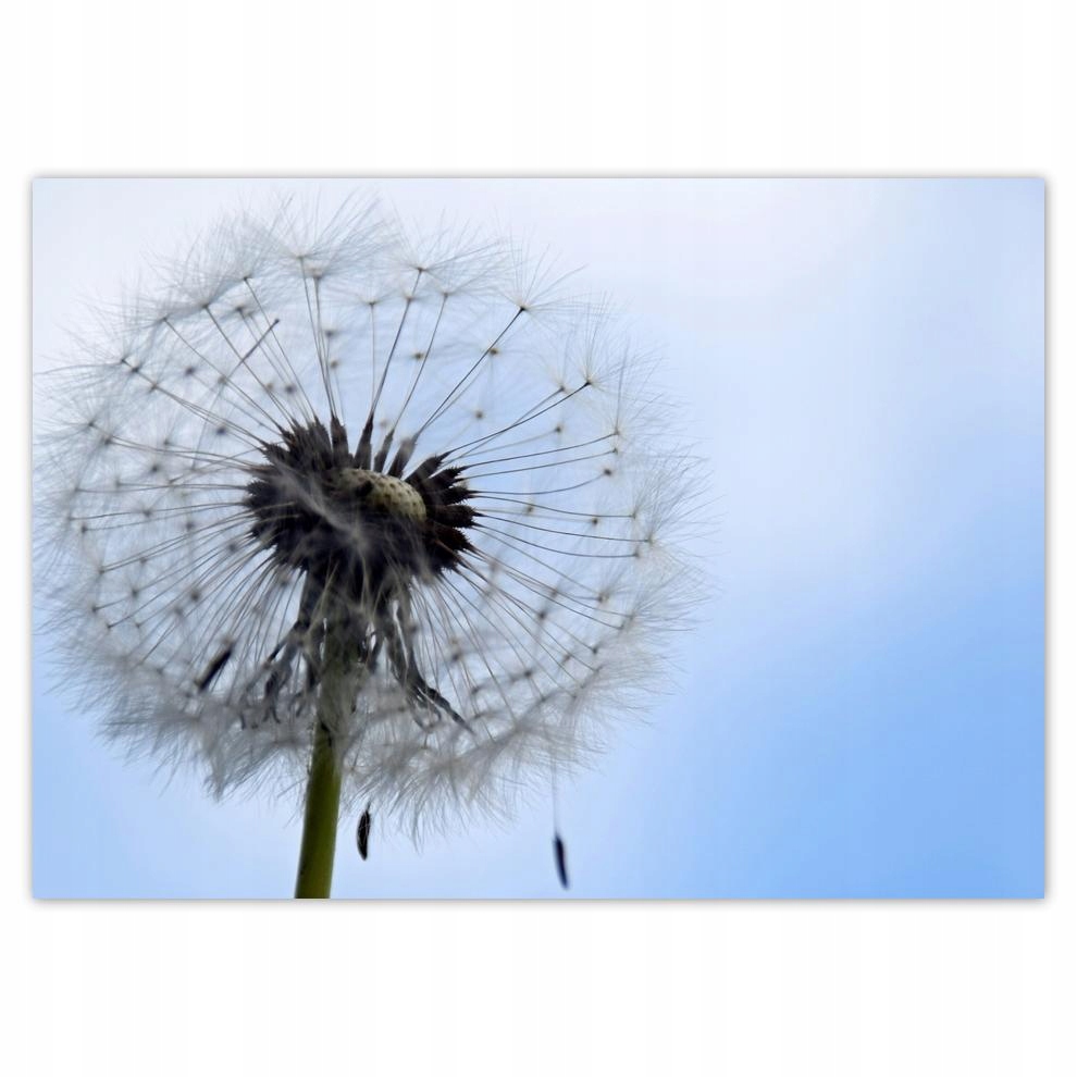 

Naklejki 70x50 Zwyczajny dmuchawiec