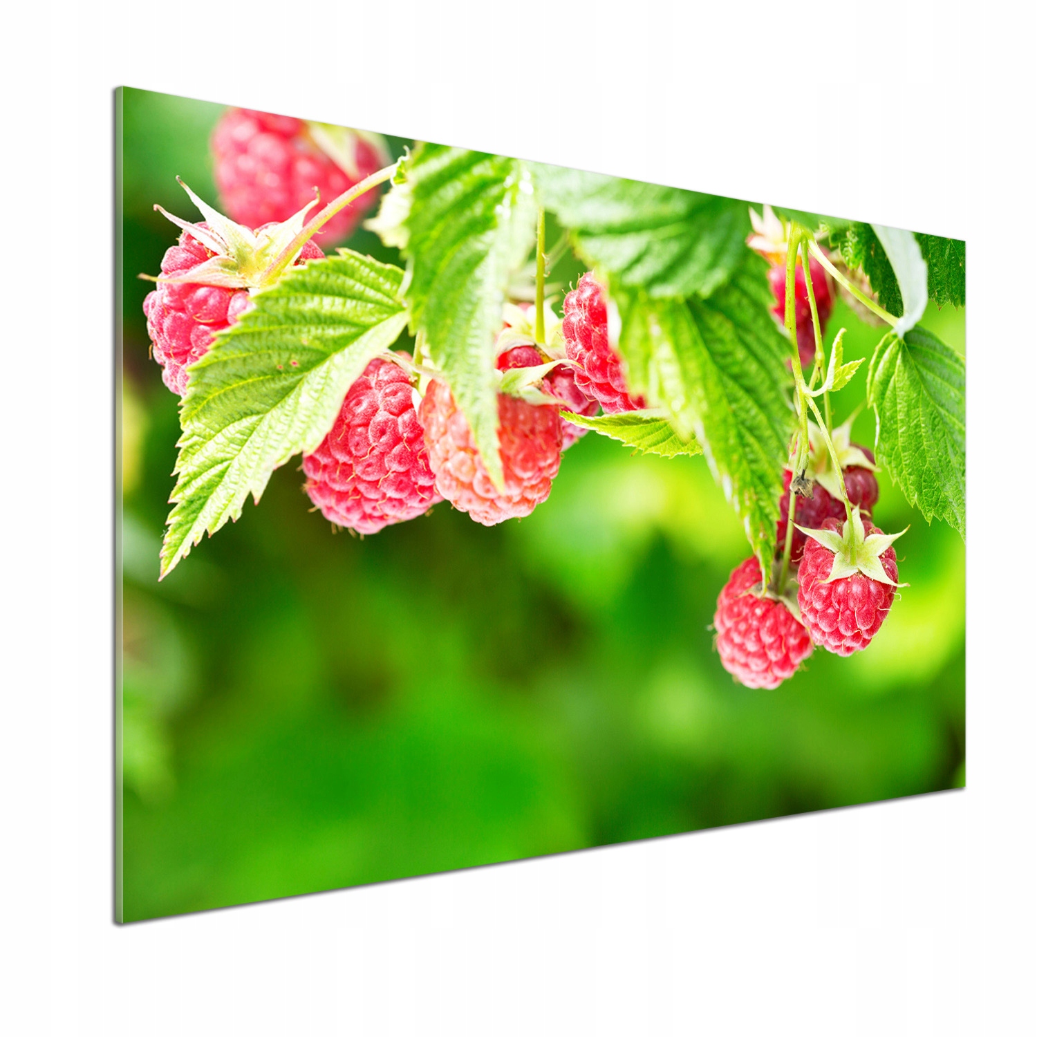 Panel do kuchyne Maliny v záhrade 100 x 70 cm Lepidlo