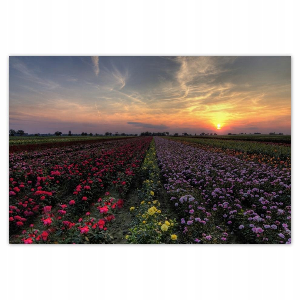

Plakat 93x62 Zachód na polem kwiatów