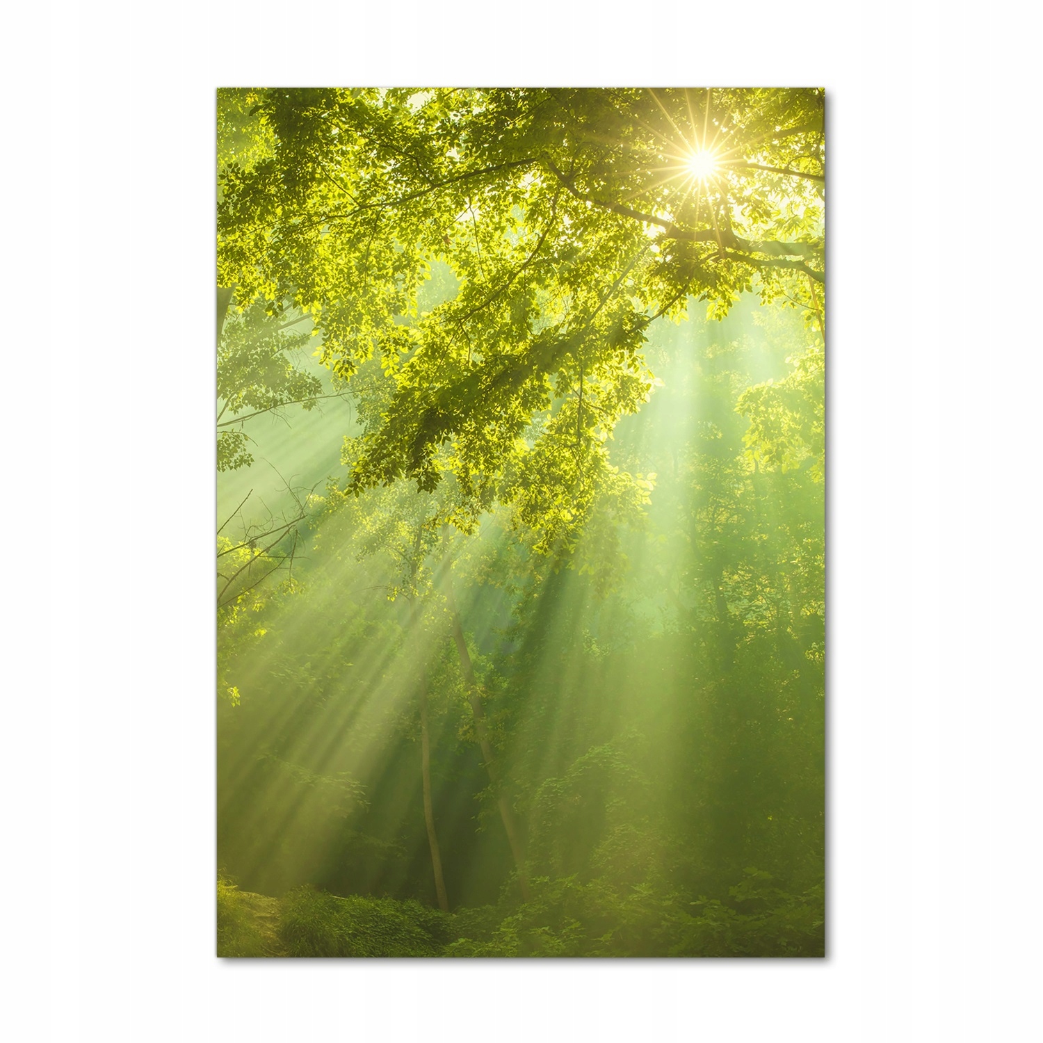 

Foto obraz akryl do salonu Słońce w lesie 70x100cm